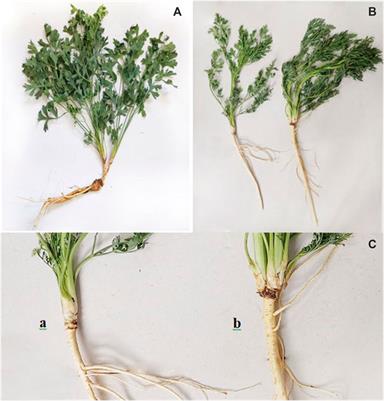 Transcriptomic and Metabolomic Differences Between Two Saposhnikovia divaricata (Turcz.) Schischk Phenotypes With Single- and Double-Headed Roots